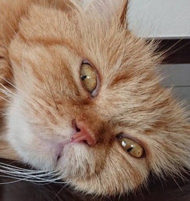 1597628939136-e1736839907858